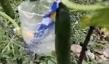 临河吃瓜最新事件爆料是真的吗,最新爆料真相揭秘